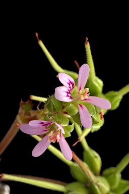 APII jpeg image of Pelargonium inodorum  © contact APII