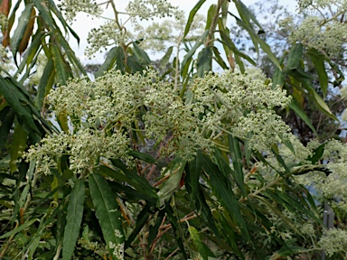 APII jpeg image of Astrotricha latifolia  © contact APII