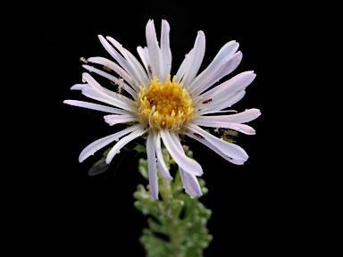 APII jpeg image of Olearia sp. Rhizomatica (I.R.Telford 11549)  © contact APII