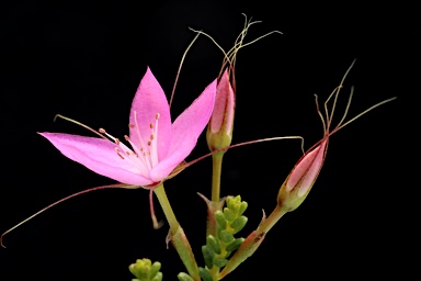 APII jpeg image of Calytrix duplistipulata  © contact APII