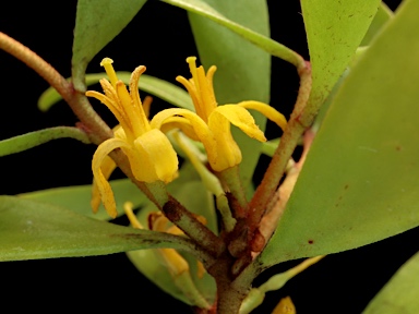 APII jpeg image of Persoonia procumbens  © contact APII