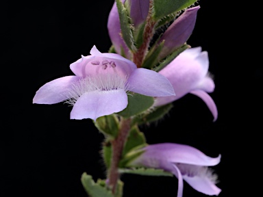 APII jpeg image of Eremophila behriana  © contact APII