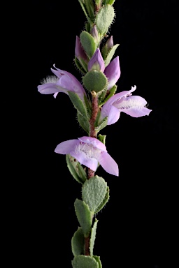 APII jpeg image of Eremophila behriana  © contact APII