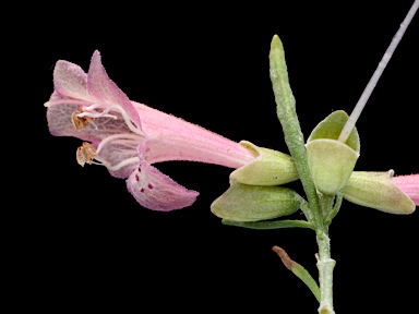 APII jpeg image of Prostanthera laricoides  © contact APII