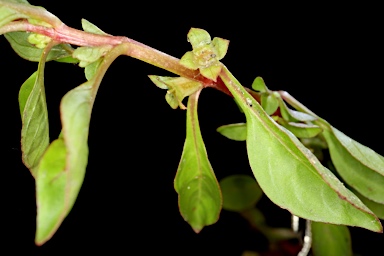 APII jpeg image of Ludwigia palustris  © contact APII