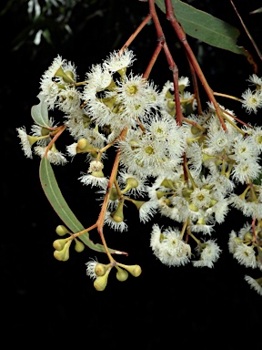 APII jpeg image of Eucalyptus rossii  © contact APII