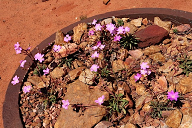 APII jpeg image of Calandrinia sp. Chewings Range (D.E.Albrecht 10561)  © contact APII