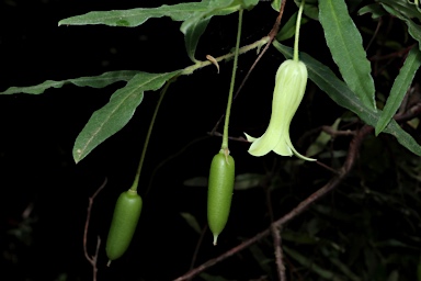 APII jpeg image of Billardiera scandens  © contact APII