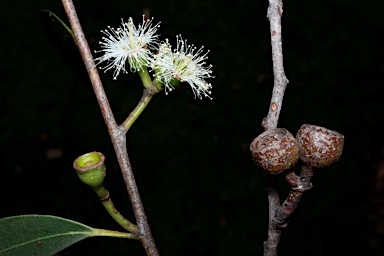 APII jpeg image of Eucalyptus burgessiana  © contact APII