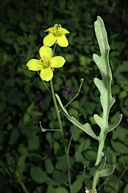 APII jpeg image of Diplotaxis tenuifolia  © contact APII