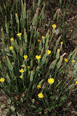 APII jpeg image of Hypochaeris glabra  © contact APII