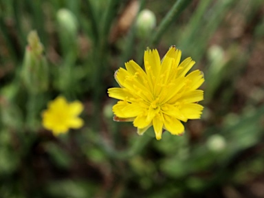 APII jpeg image of Hypochaeris glabra  © contact APII