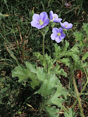 APII jpeg image of Erodium crinitum  © contact APII