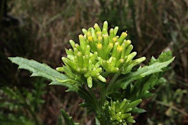 APII jpeg image of Senecio distalilobatus  © contact APII