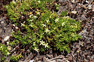 APII jpeg image of Stackhousia pulvinaris  © contact APII