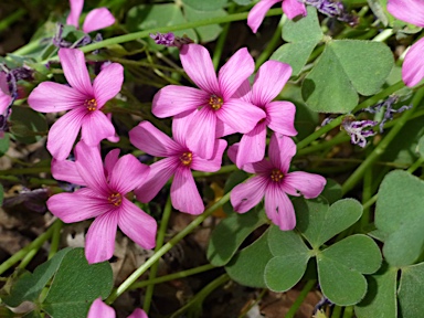 APII jpeg image of Oxalis articulata  © contact APII