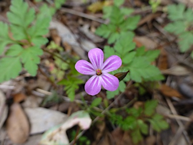 APII jpeg image of Geranium purpureum subsp. purpureum  © contact APII