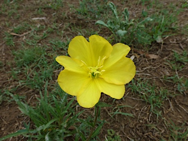 APII jpeg image of Oenothera stricta subsp. stricta  © contact APII