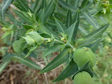 APII jpeg image of Euphorbia lathyris  © contact APII