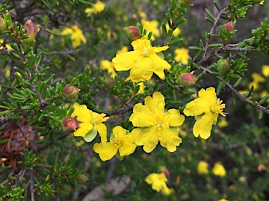 APII jpeg image of Hibbertia ericifolia subsp. ericifolia  © contact APII