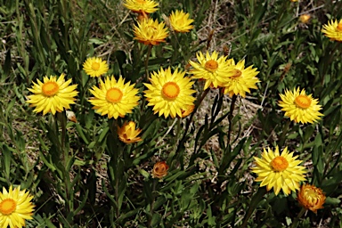 APII jpeg image of Xerochrysum subundulatum  © contact APII