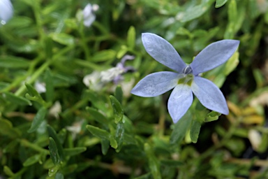 APII jpeg image of Lobelia  © contact APII