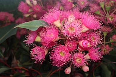 APII jpeg image of Corymbia ficifolia 'Little Sweetie'  © contact APII