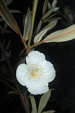 APII jpeg image of Eucryphia wilkiei  © contact APII