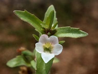 APII jpeg image of Gratiola pumilo  © contact APII