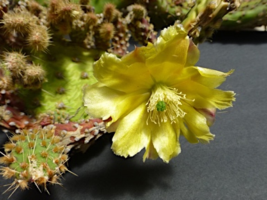 APII jpeg image of Opuntia puberula  © contact APII