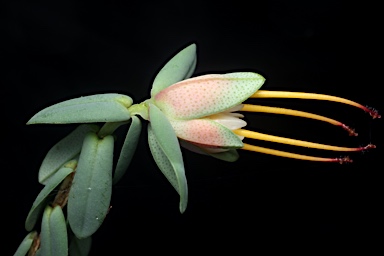 APII jpeg image of Darwinia citriodora  © contact APII