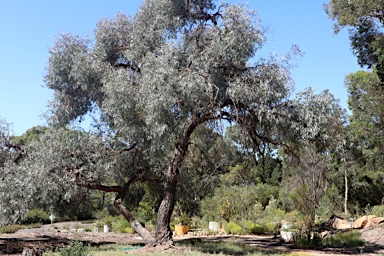 APII jpeg image of Eucalyptus cinerea subsp. triplex  © contact APII