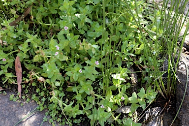 APII jpeg image of Gratiola peruviana  © contact APII