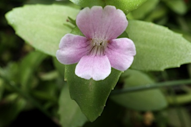 APII jpeg image of Gratiola peruviana  © contact APII