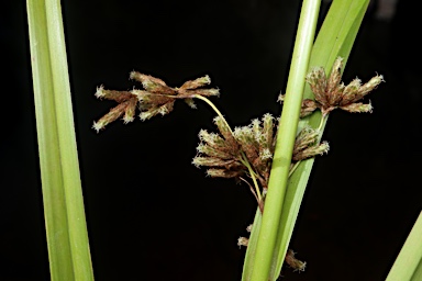 APII jpeg image of Scirpus polystachyus  © contact APII