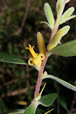 APII jpeg image of Persoonia lanceolata  © contact APII