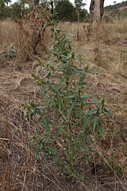 APII jpeg image of Xanthium spinosum  © contact APII