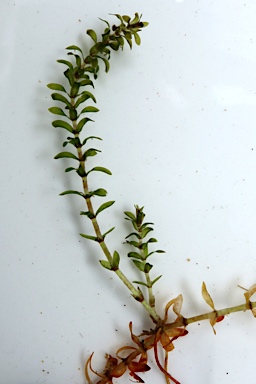 APII jpeg image of Elodea canadensis  © contact APII