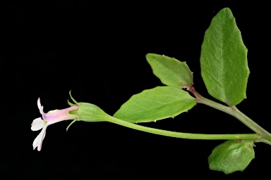 APII jpeg image of Lobelia purpurascens  © contact APII