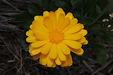 APII jpeg image of Calendula officinalis  © contact APII