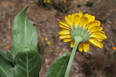 APII jpeg image of Calendula officinalis  © contact APII