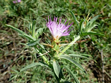 APII jpeg image of Centaurea calcitrapa  © contact APII