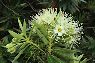 APII jpeg image of Xanthostemon verticillatus  © contact APII