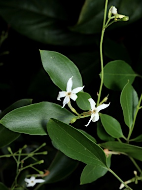 APII jpeg image of Jasminum didymum subsp. racemosum  © contact APII