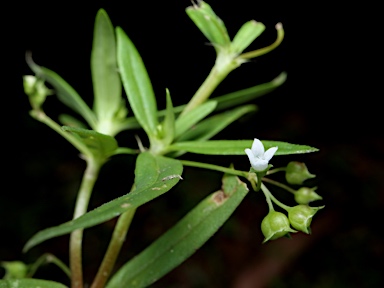 APII jpeg image of Oldenlandia corymbosa var. corymbosa  © contact APII