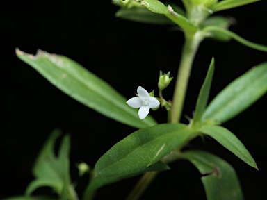 APII jpeg image of Oldenlandia corymbosa var. corymbosa  © contact APII