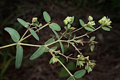 APII jpeg image of Euphorbia biconvexa  © contact APII