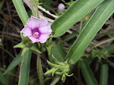 APII jpeg image of Ipomoea eriocarpa  © contact APII