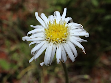 APII jpeg image of Olearia arguta var. lanata  © contact APII