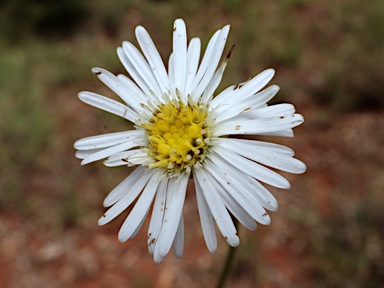 APII jpeg image of Olearia arguta var. lanata  © contact APII